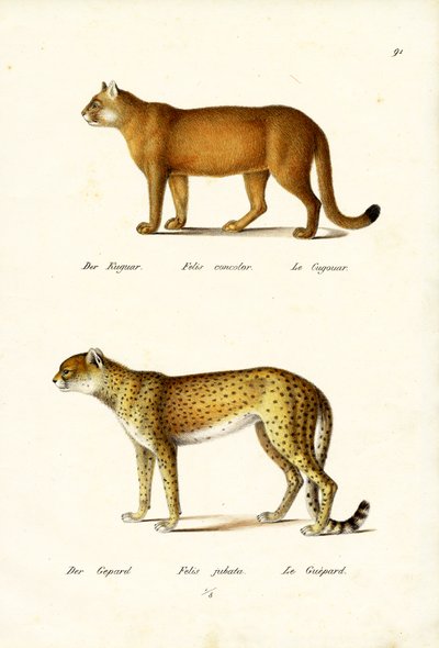 Cougar, 1824 by Karl Joseph Brodtmann